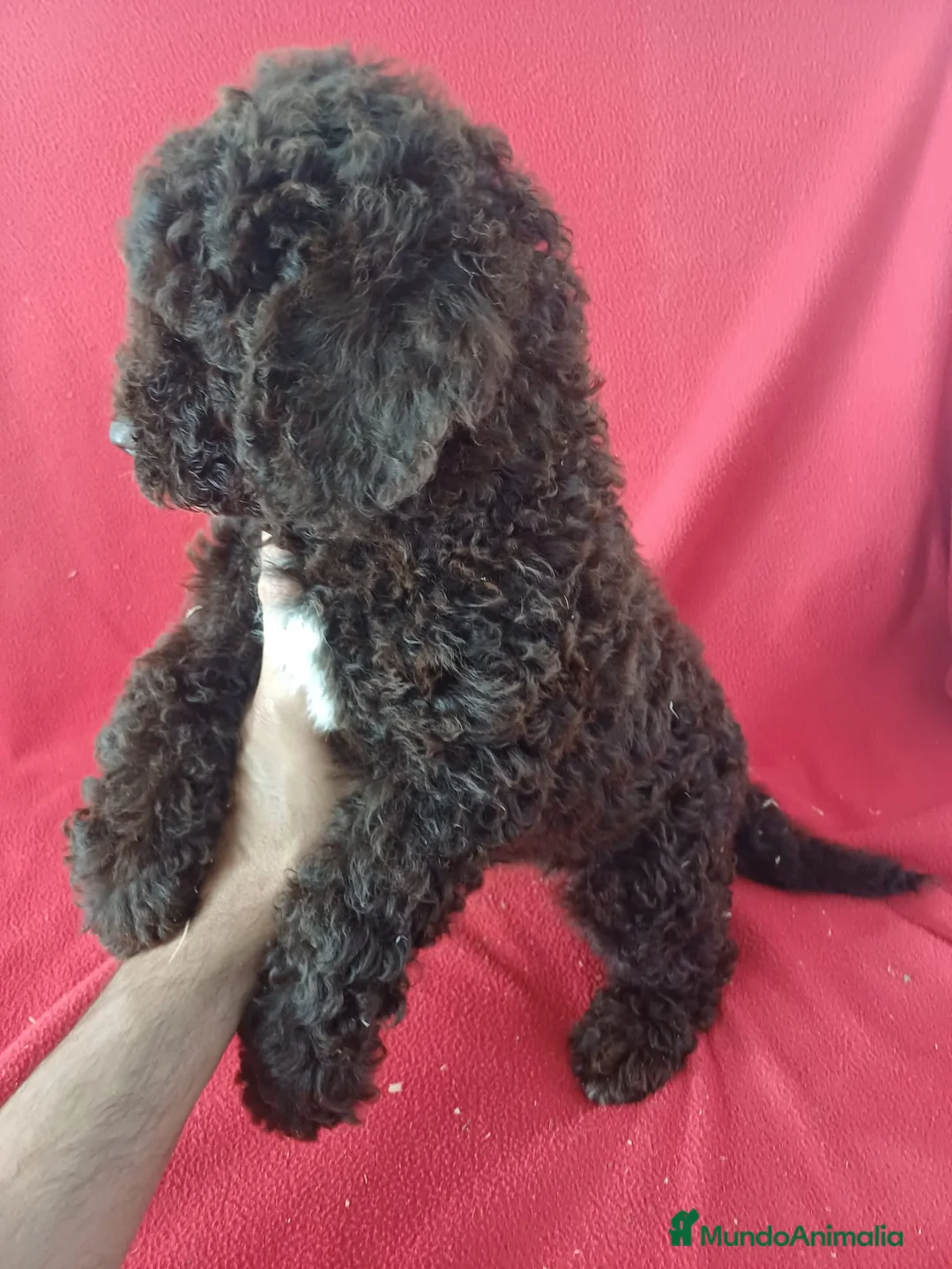 Perro de Agua Español perros en venta: Perro de Agua Español  - Anuncio 2