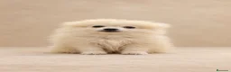 Pomerania perros en venta: Preciosos pomeranias🐾🐻 - Anuncio 1