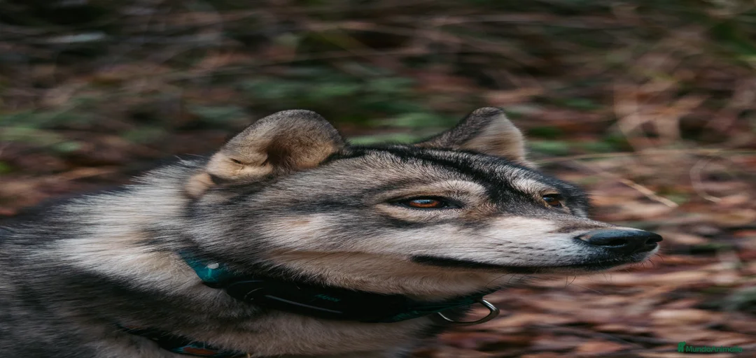 Imagen de galería {{count}}