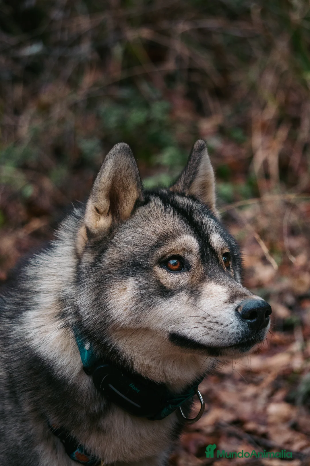 Imagen de galería {{count}}