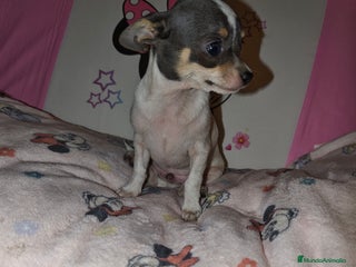 Chihuahua perros chihuahua mini - Anuncio 33