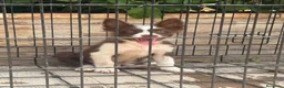Border Collie perros en venta: Cachorro Border collie  - Anuncio 7