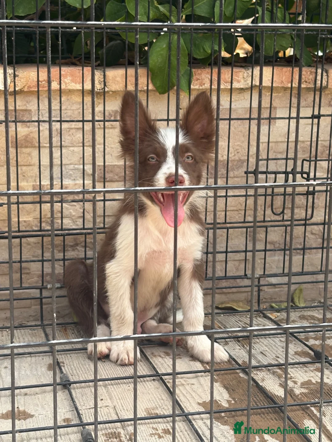 Border Collie perros en venta: Cachorro Border collie  - Anuncio 7