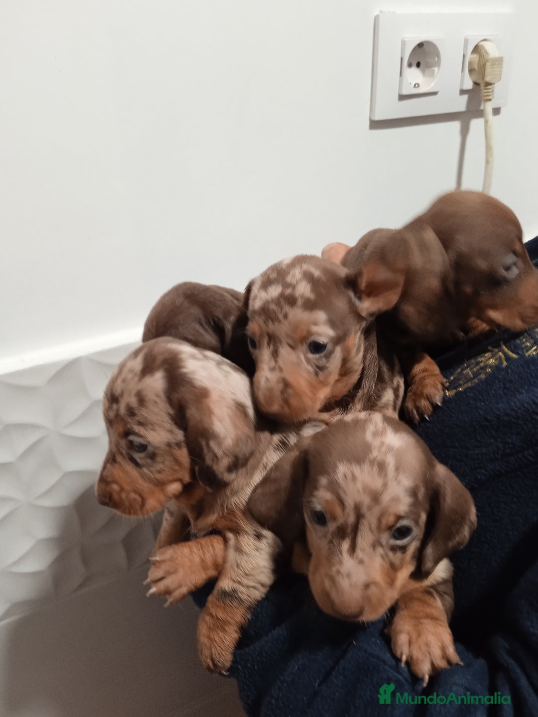 Teckel Miniatura perros en venta: Camada ade teckels miniatura  - Anuncio 1