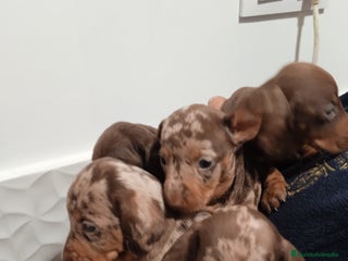 Teckel Miniatura perros Camada ade teckels miniatura - Anuncio 1