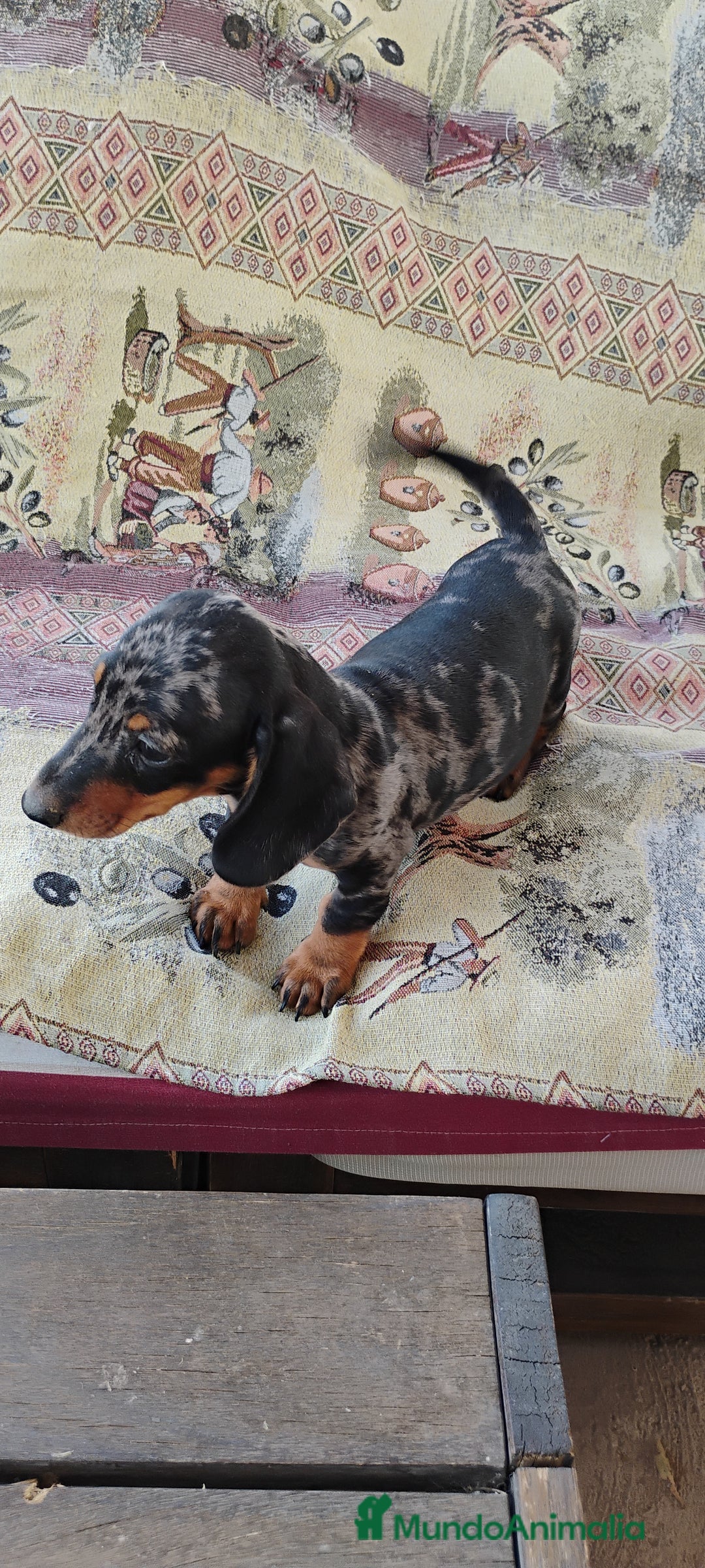 Teckel perros en venta: Machito teckel arlequín miniatura  - Imagen 1