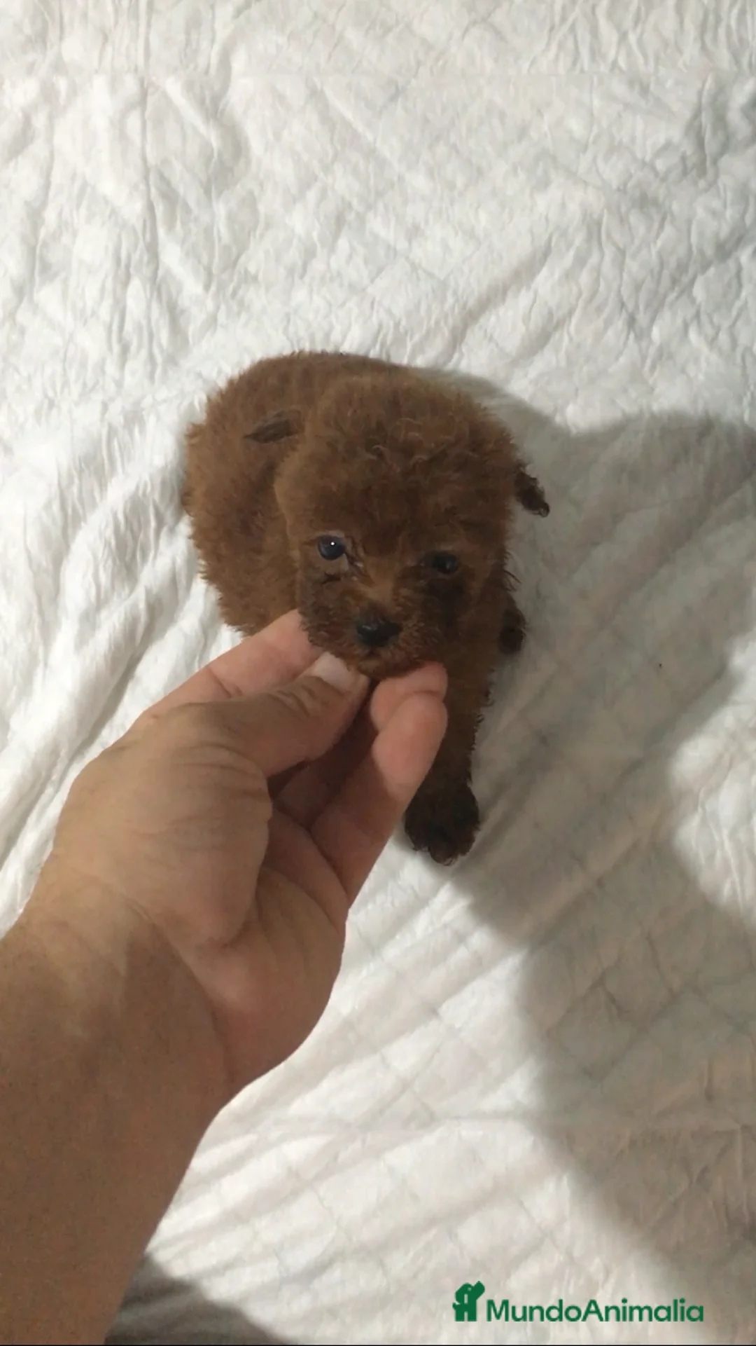 Caniche Toy perros en venta: CAMADAS CANICHES MUCHA CALIDAD  - Anuncio 2