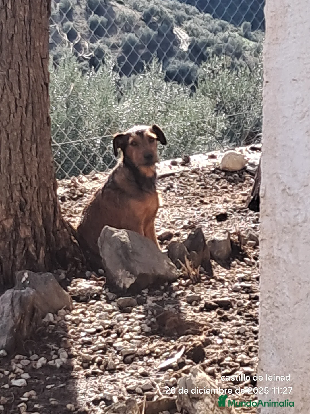 Raza Mixta perros en venta: Mestizo  - Anuncio 3