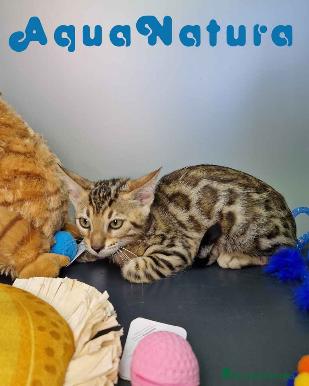 Bengalí gatos en venta: Bengali Hembra 4606 AQUANATURA - Imagen 2