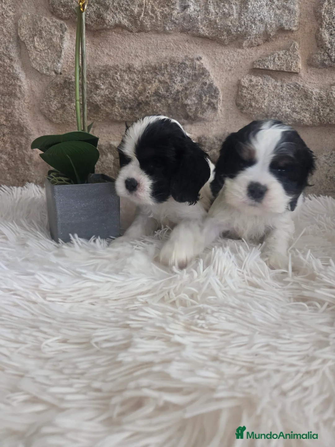 Cocker Spaniel Americano perros en venta: Hembras cocker americano - Anuncio 2