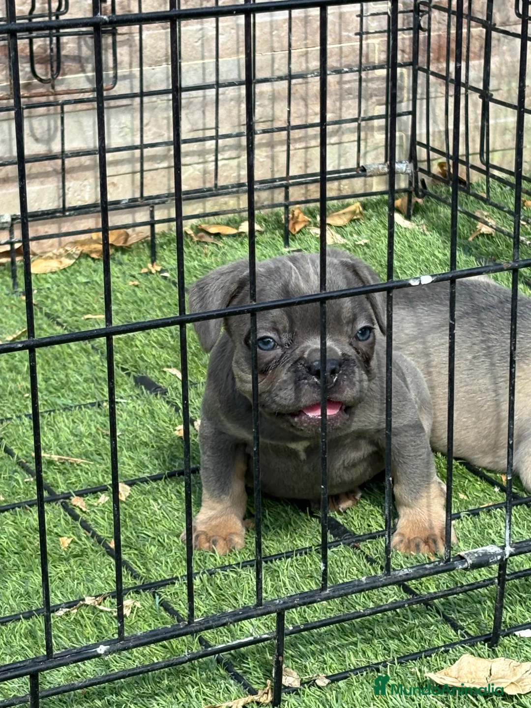 Bulldog Francés perros en venta: Cachorros de bulldog francés exóticos  - Anuncio 2