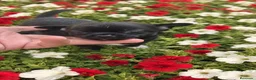 Chihuahua perros en venta: Chihuahua - Anuncio 2