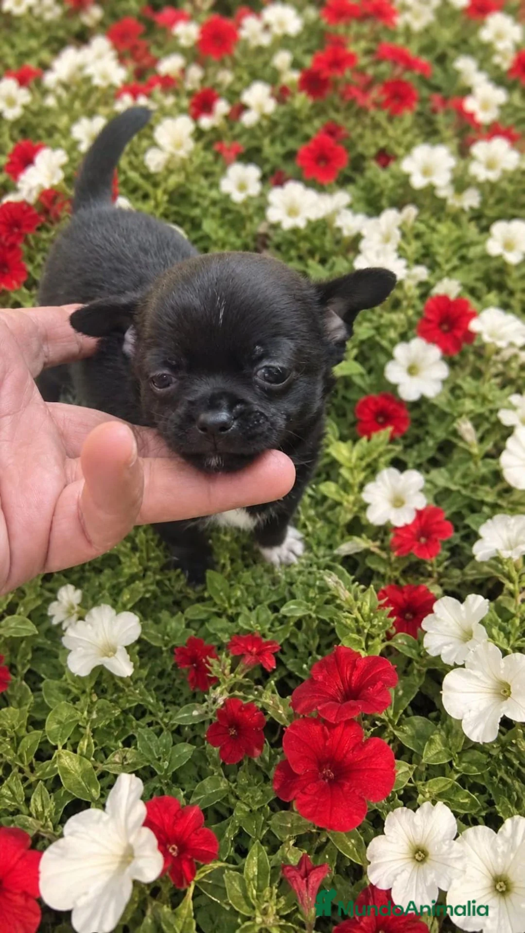 Chihuahua perros en venta: Chihuahua - Anuncio 2