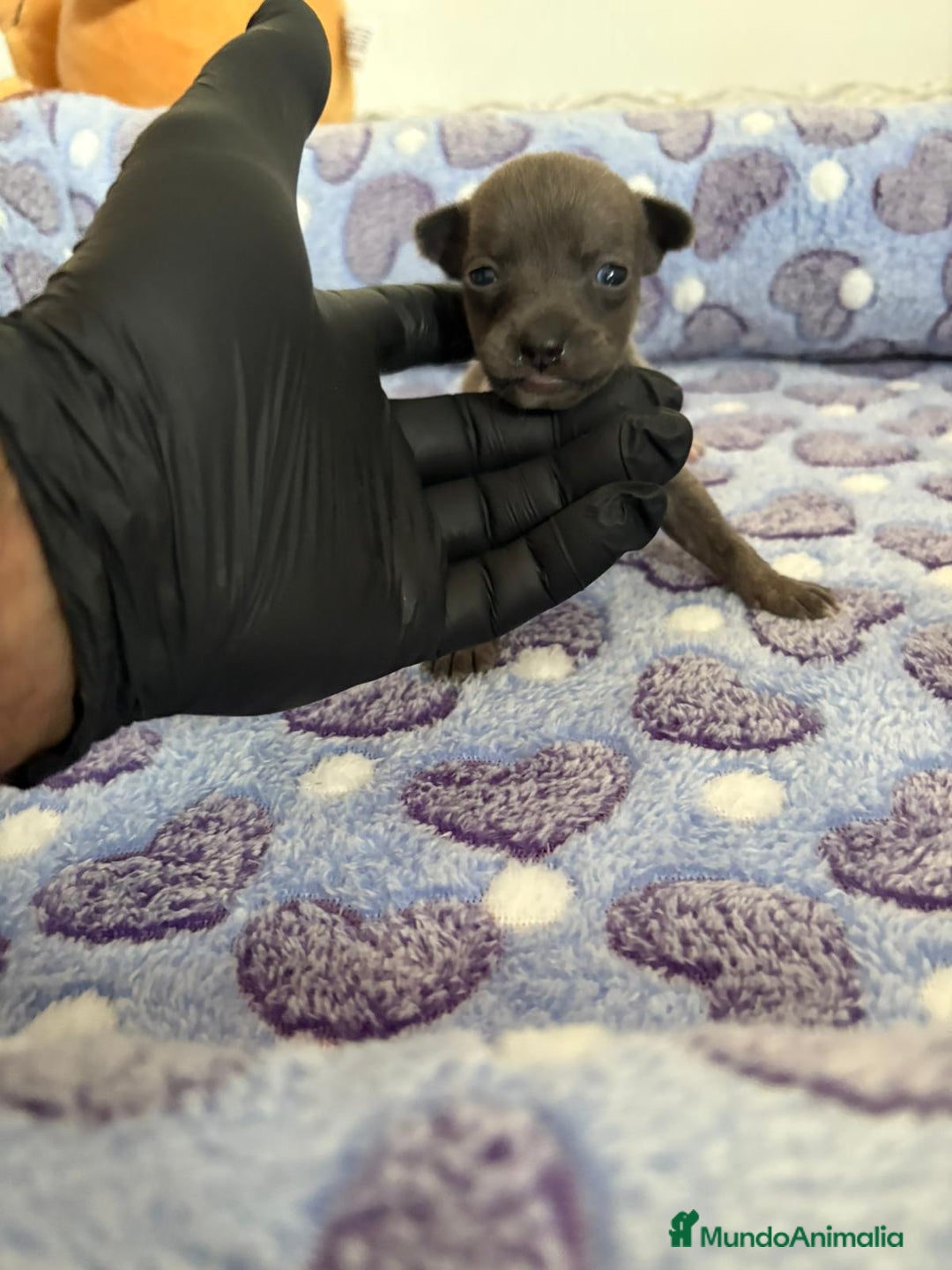 Raza Mixta perros en venta: CHIWHIP - Imagen 17