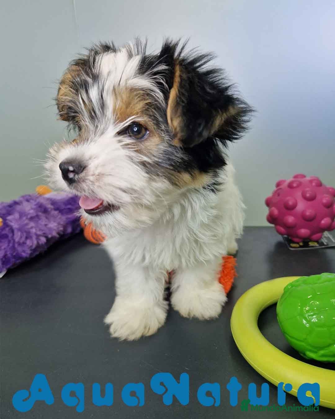 Biewer Yorkshire Terrier a la Pom Pon perros en venta: Yorkshire Biewer Hembra CJMM 1764 AQUANATURA - Imagen 4