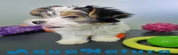 Biewer Yorkshire Terrier a la Pom Pon perros en venta: Yorkshire Biewer Hembra CJMM 1764 AQUANATURA - Anuncio 4