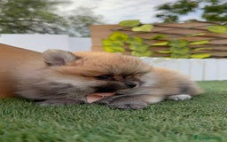 Pomerania perros en venta: POMERANIA HEMBRA - Imagen 3