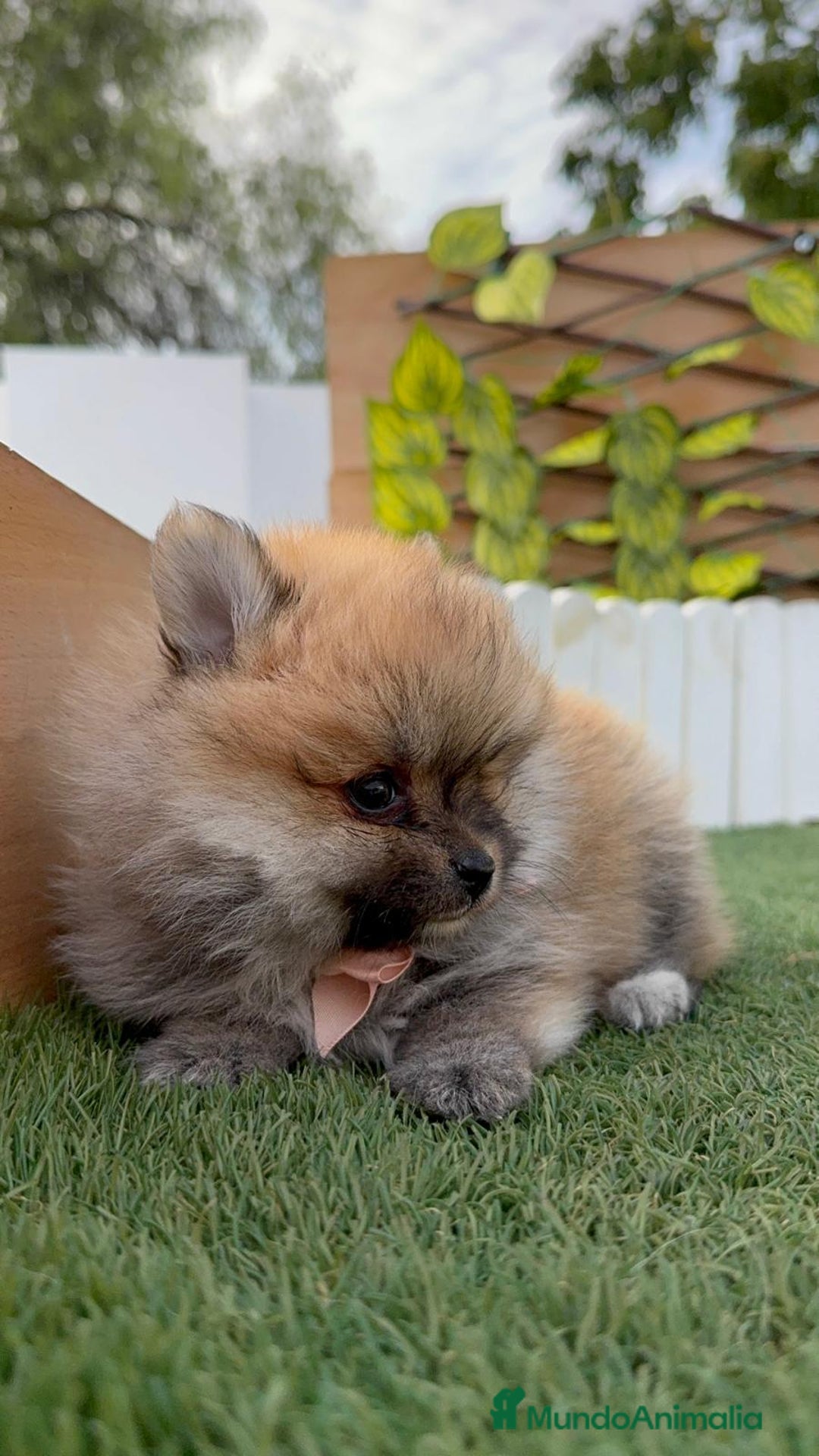 Pomerania perros en venta: POMERANIA HEMBRA - Imagen 3
