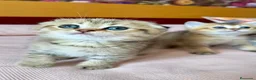 Británico de Pelo Corto gatos en venta: Británico gatitos - Anuncio 3