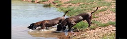 Sabueso de Sangre de Baviera perros en venta: Sabueso de Baviera  - Anuncio 4