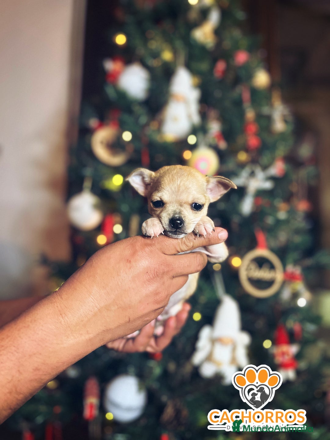 Chihuahua perros en venta: Chihuhua  - Anuncio 3