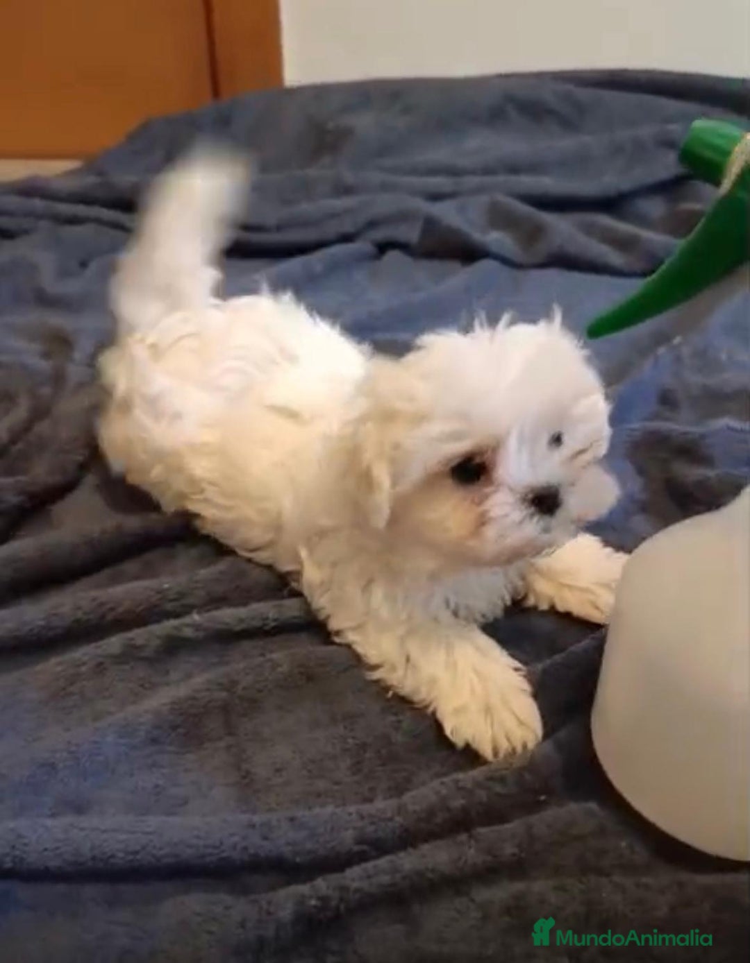Bichón Maltés perros en venta: Bichon maltés toy  - Imagen 1
