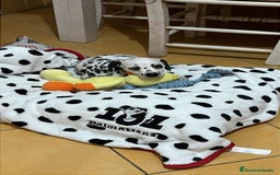Dálmata perros en venta: Dalmata  - Imagen 1
