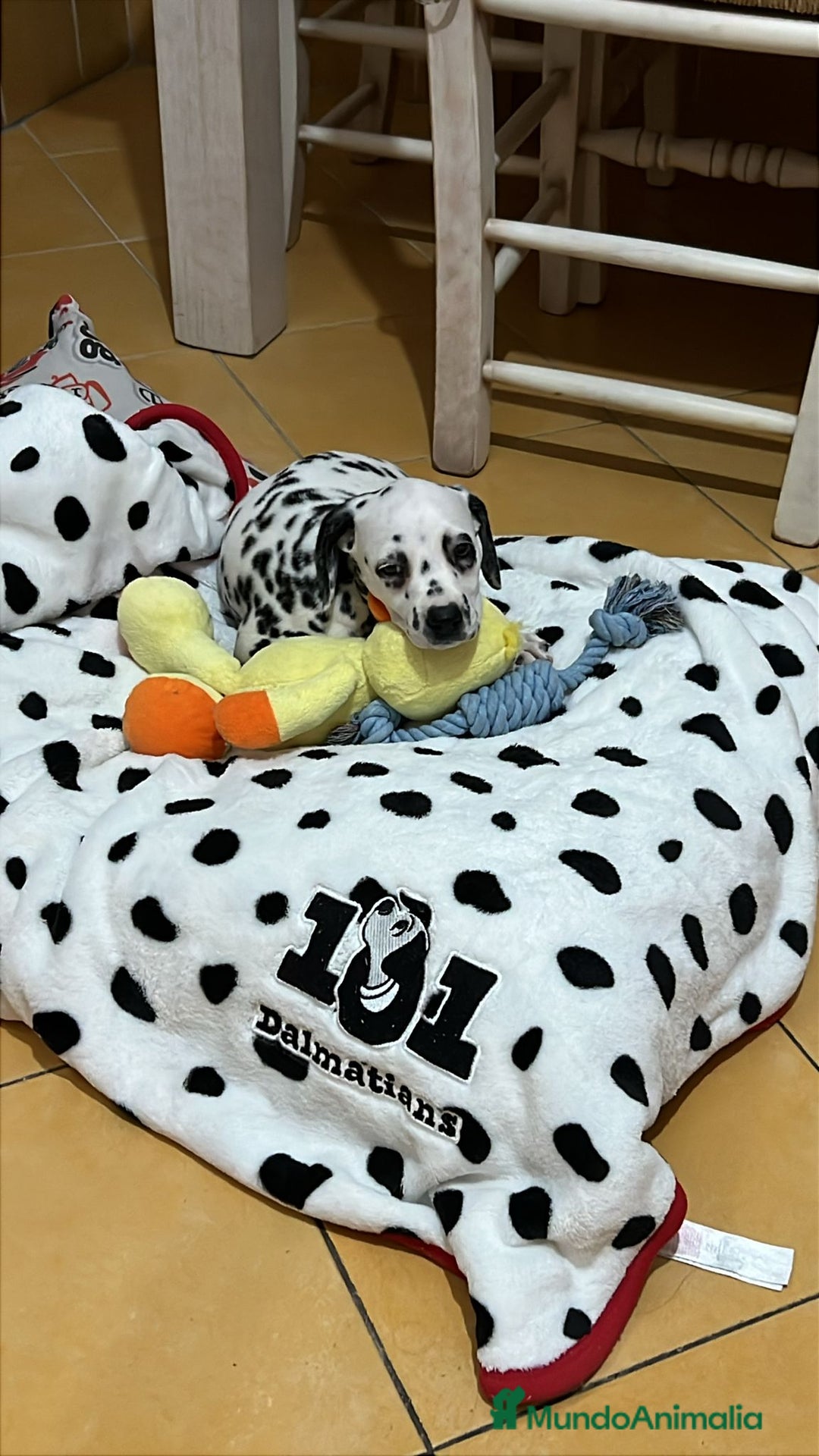 Dálmata perros en venta: Dalmata  - Imagen 1