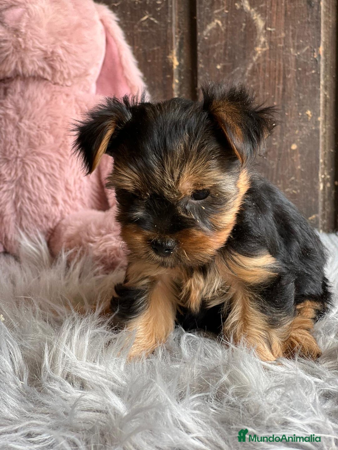 Yorkshire Terrier perros en venta: YOSKSHIRE TOY DISPONIBLES - Imagen 3