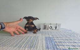 Pinscher Miniatura perros en venta: Pinscher mini - Imagen 1