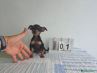 Pinscher Miniatura perros - Anuncio 4