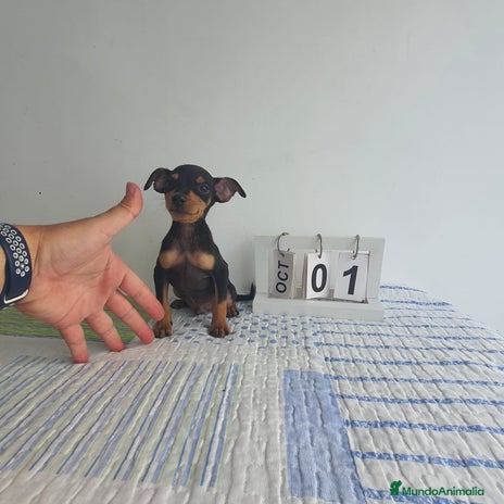 Pinscher Miniatura perros - Anuncio 1