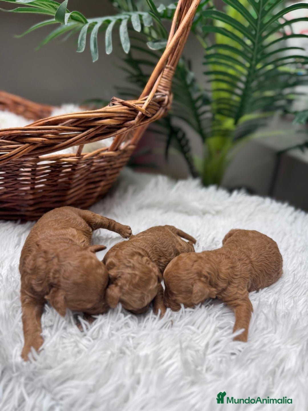 Caniche Toy perros en venta: CANICHE TOY MACHO - Anuncio 7