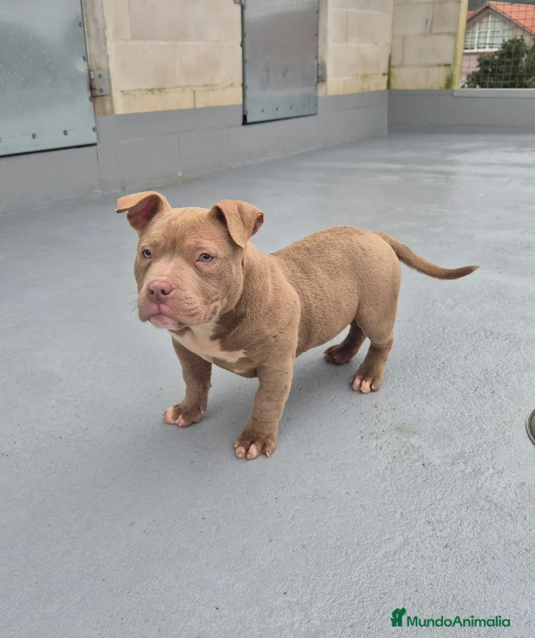 American Bully perros en venta: American Bully Pocket  - Anuncio 3