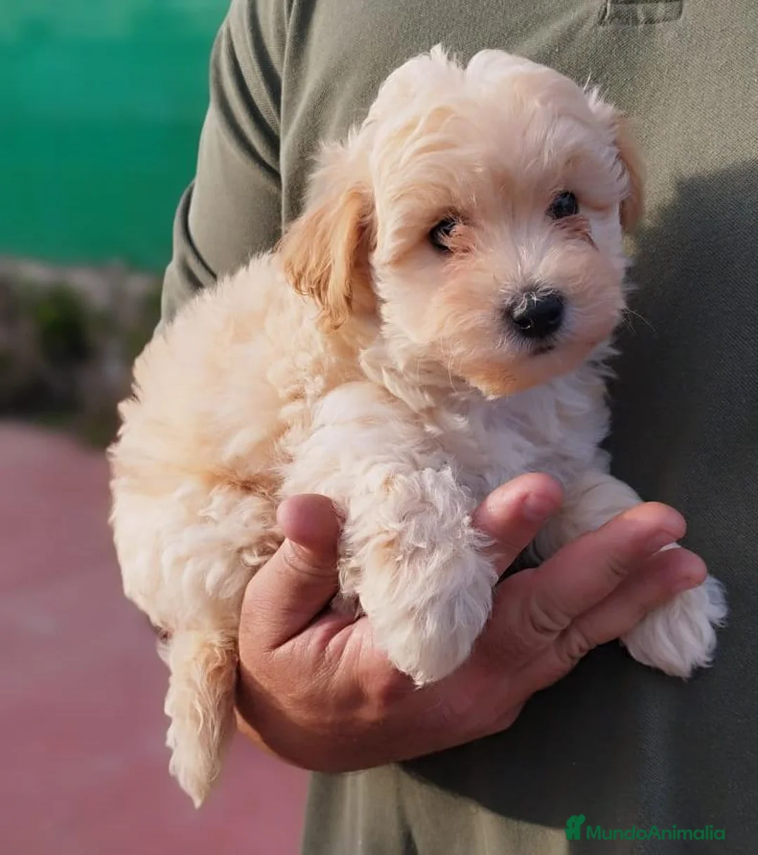 Maltipoo perros en venta: Maltipoo  cachorros  - Anuncio 4