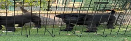 Pastor de Asia Central perros en venta: Hembras de Alabai negras  - Anuncio 5