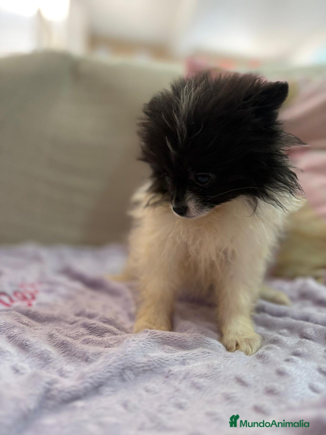 Pomerania perros en venta: Poo pomerania MICRO TOY  - Imagen 12