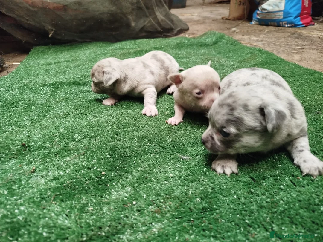 Chihuahua perros en venta: Chihuahua exótico línea rusa súper chatos - Anuncio 6