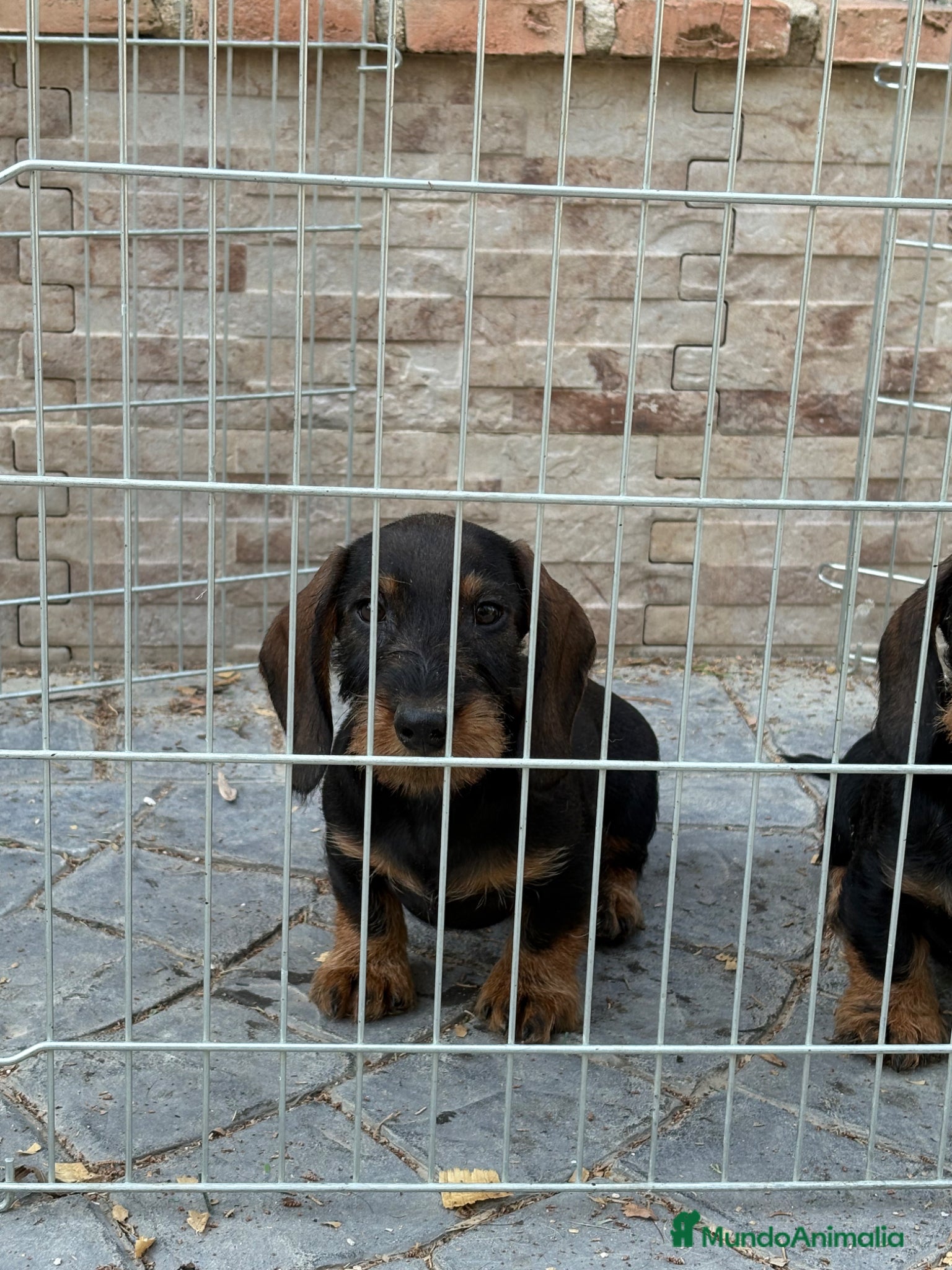 Teckel Miniatura perros en venta: Teckel mini pelo duro  - Anuncio 3