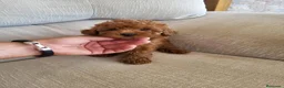 Caniche Toy perros en venta: Caniche - Anuncio 7