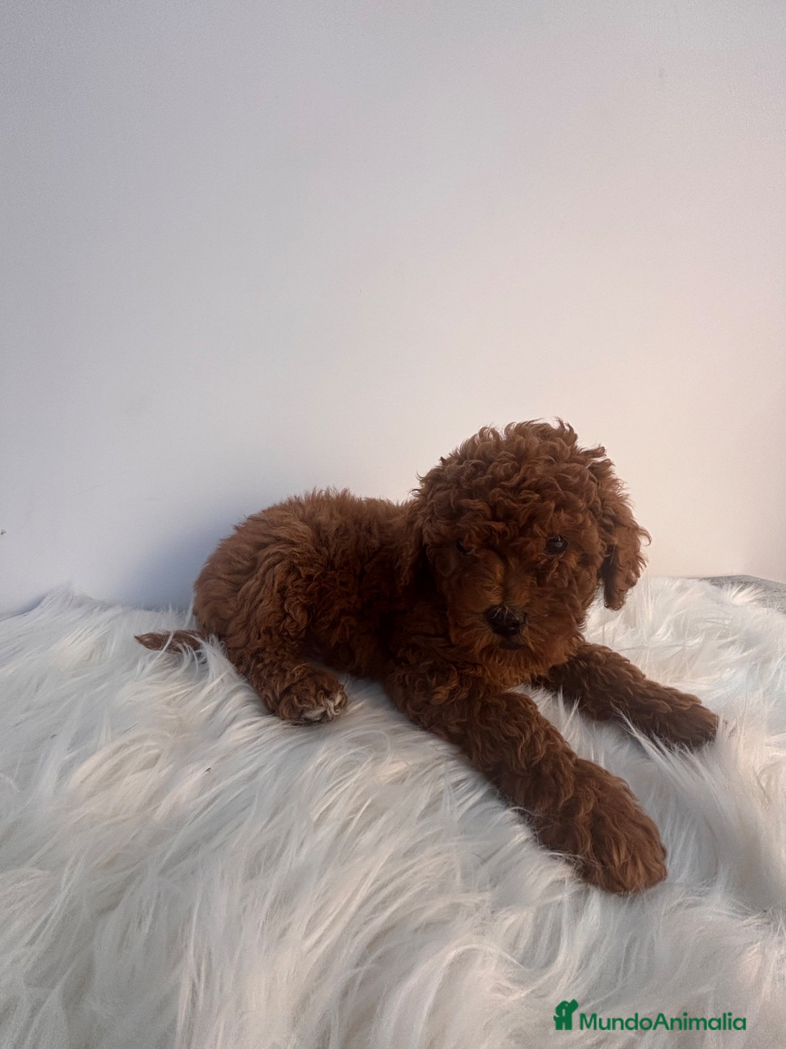 Caniche Toy perros CACHORRO DE CANICHE TOY ROJO - Anuncio 4