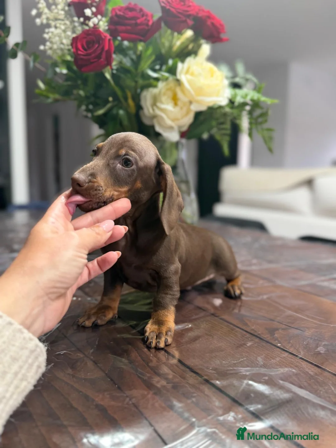 Teckel Miniatura perros en venta: Teckel chocolate 🍫♂️♀️🍫 - Anuncio 8