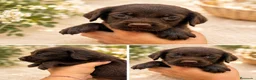 Labradoodle perros en venta: Labradoodle  - Anuncio 3