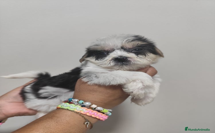 Morkie perros - Propaganda 2
