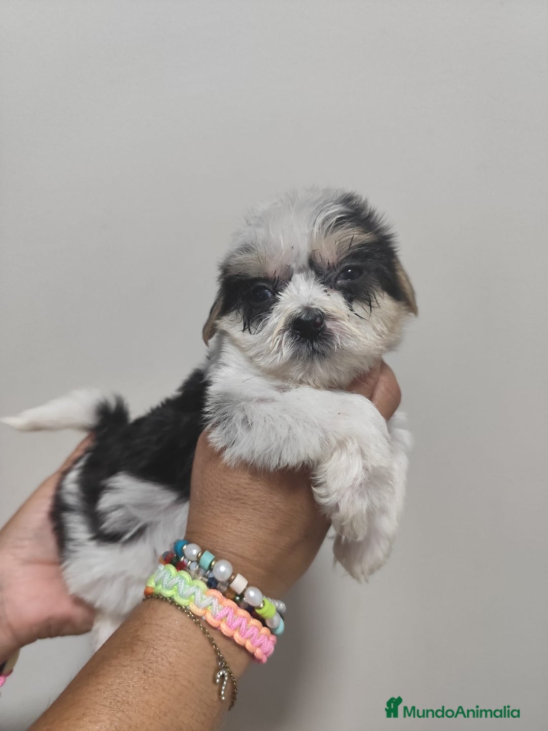 Morkie perros en venta: MORKIE  - Imagen 1