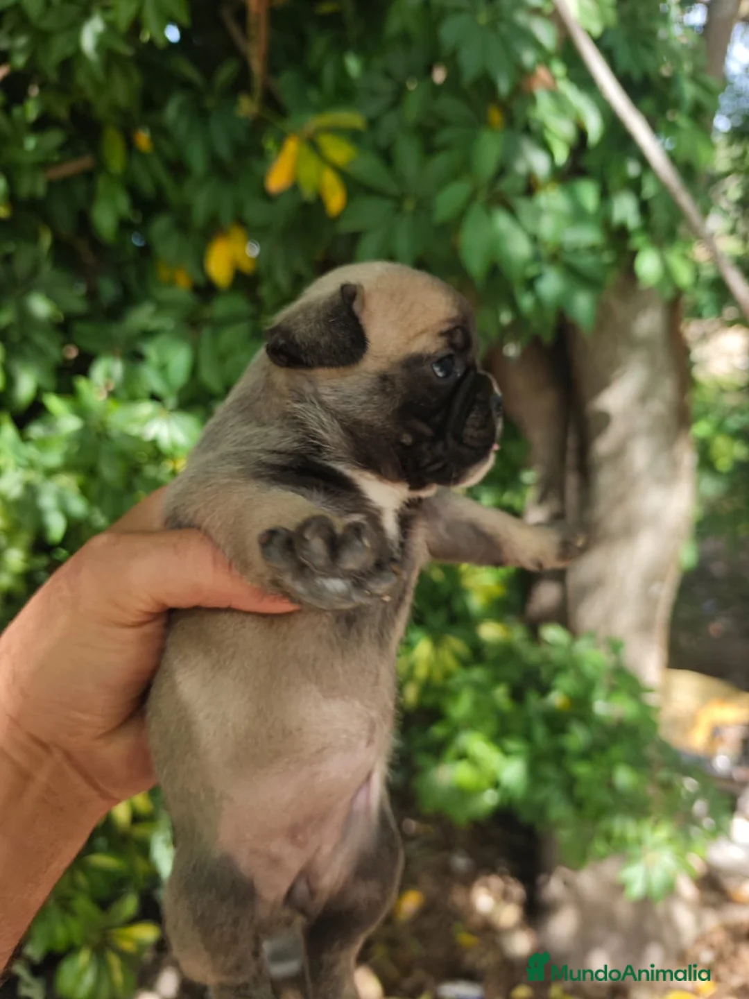 Bulldog Francés perros en venta: Bulldog francés hembras🐶🐾 en Sevilla - Anuncio 9