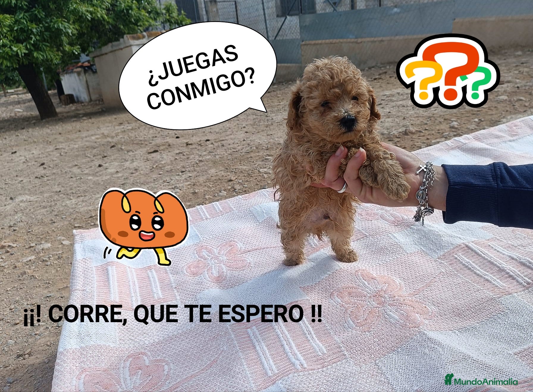 Caniche Toy perros CANICHE TOY MACHITO - Anuncio 14