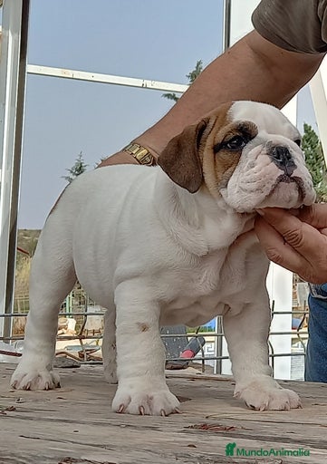 Imagen de galería {{count}}