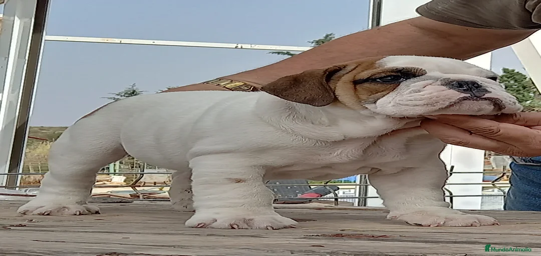 Imagen de galería {{count}}