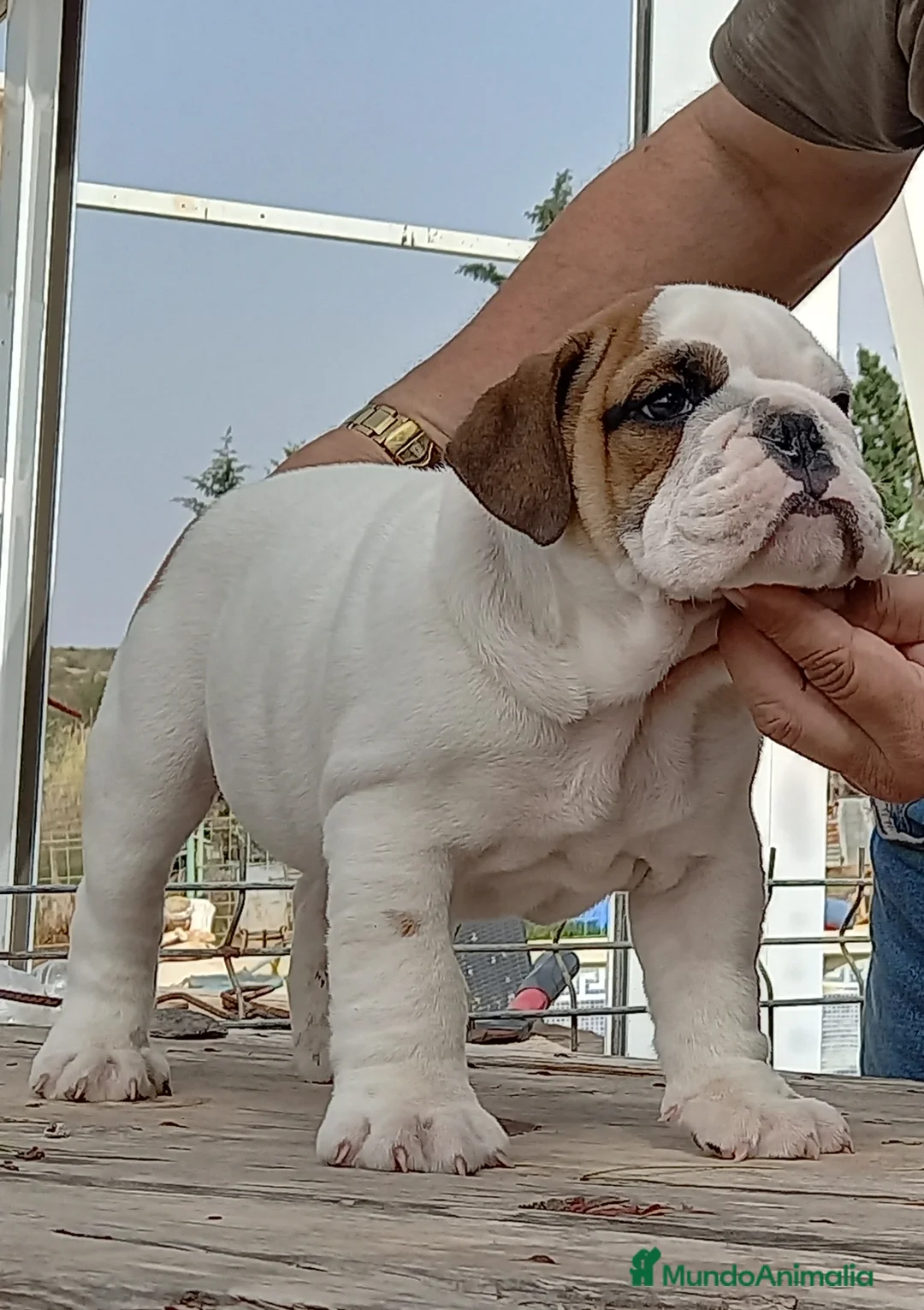 Imagen de galería {{count}}